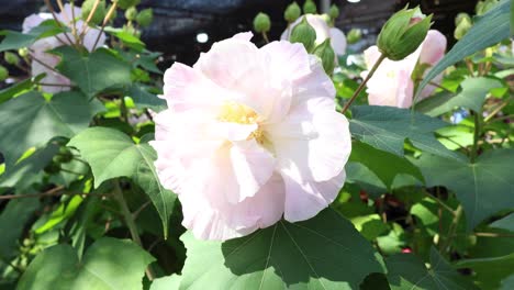 time-lapse of a peony flower blooming.