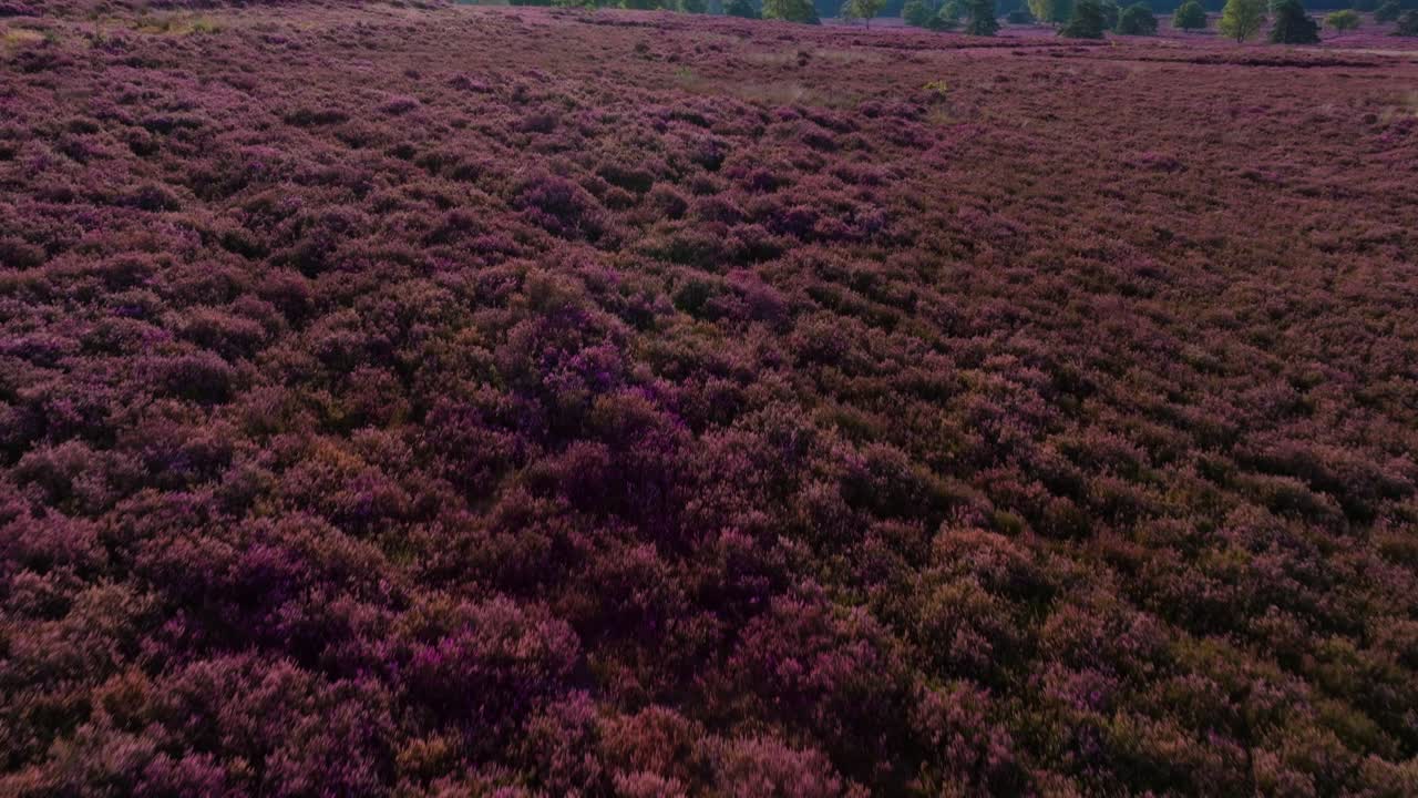 Luchtfoto van een paarse heide met bomen