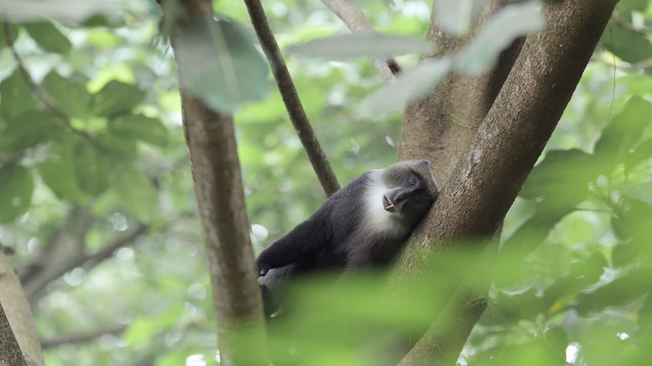 mono acostado en un árbol en áfrica en el parque nacional de kilimanjaro en tanzania en un safari de vida silvestre y animales africanos, monos azules cansados dormidos en los árboles del bosque en una rama alta en las ramas