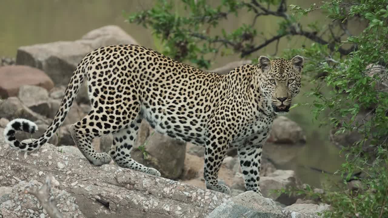 primer plano de cuerpo completo de un leopardo de pie sobre las rocas, gran kruger