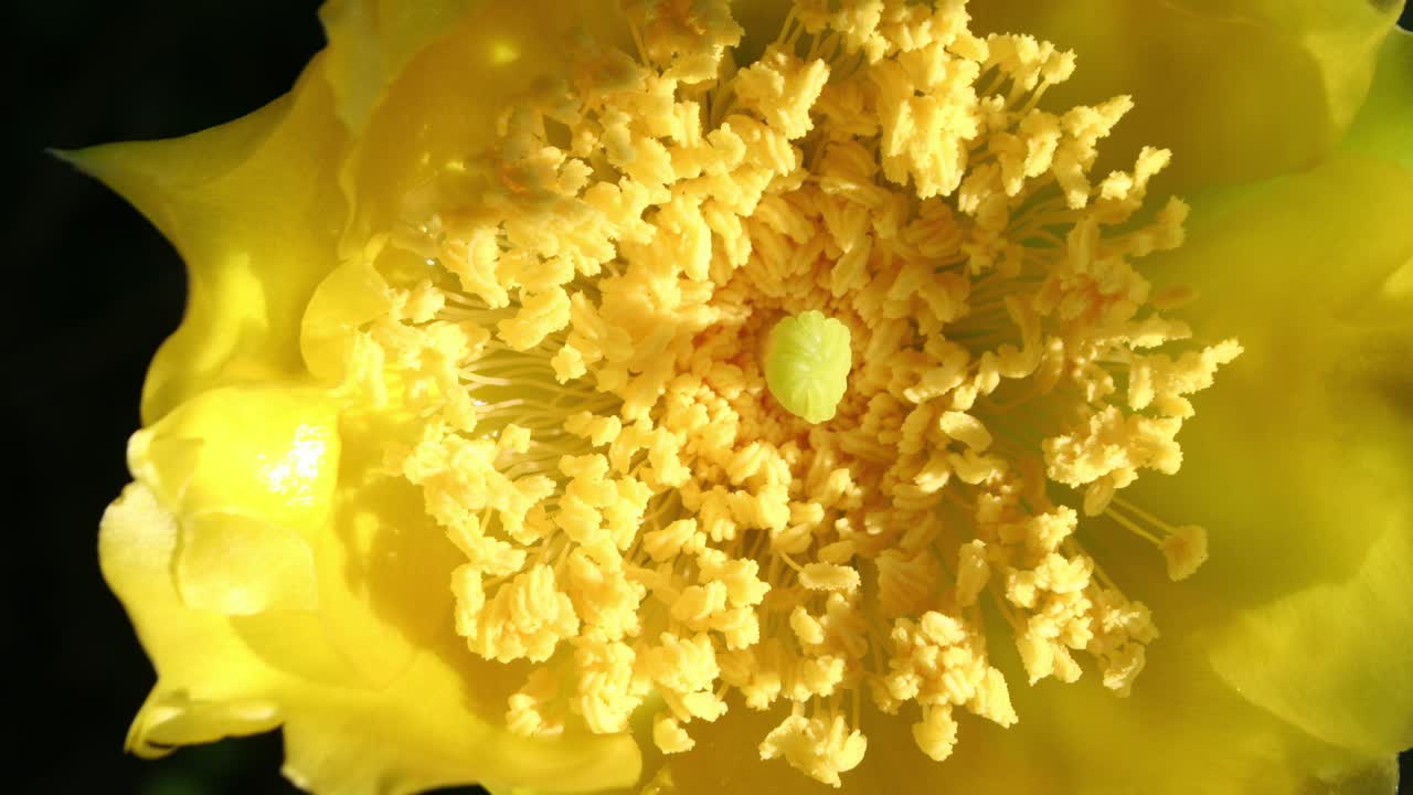 밝은 노란색 타스 꽃은 사막의 빛에 꽃을 피우고 복잡한 세부 사항과 생생한 색을 보여줍니다.