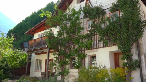 tree grows near the wall of hallstatt village house