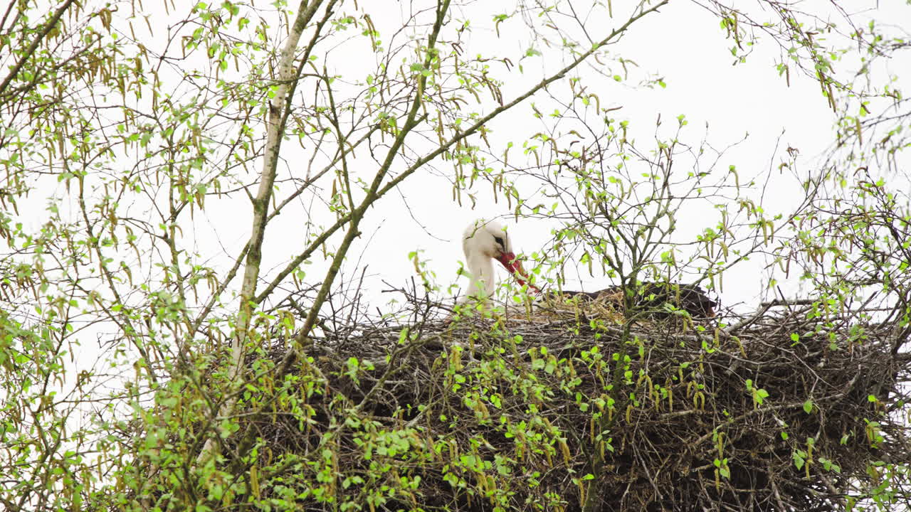 White stork nesting in bird nest in tree crown, cleaning its feathers