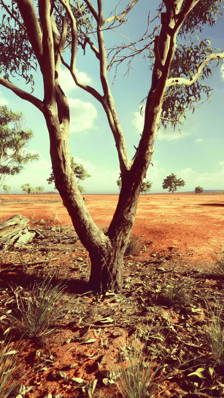 Dotted with resilient trees and sparse vegetation a lone tree stands tall