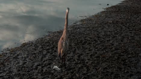 Great-Blue-Heron---Grand-Heron-Standing-And-Looking-On-A-Muddy-Land-In-Eastern-Townships,-Quebec-Canada