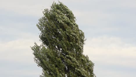 Inclinar-Hacia-Arriba-El-Arbol-De-Avion