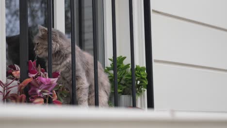 gray cat looking out of a window