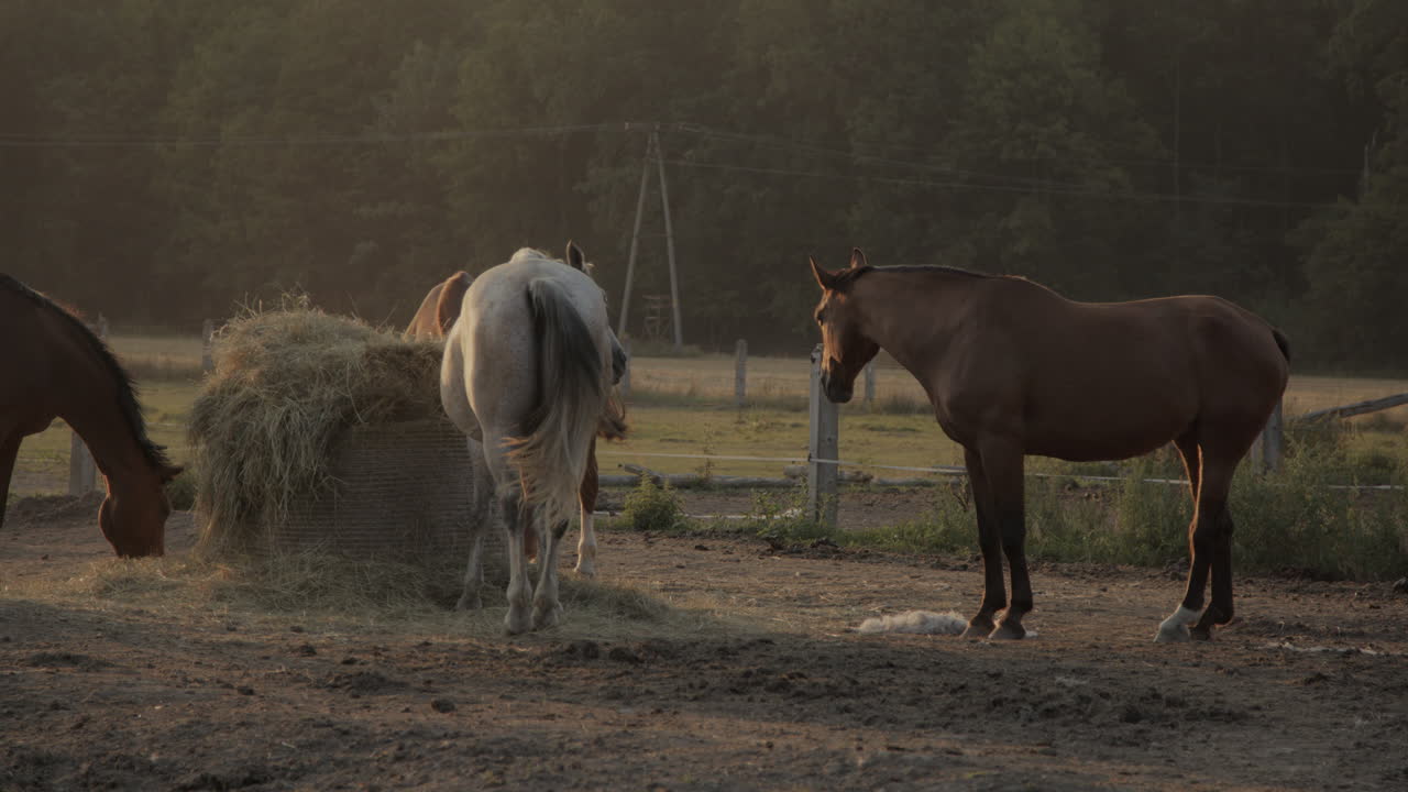 Horses in the paddock