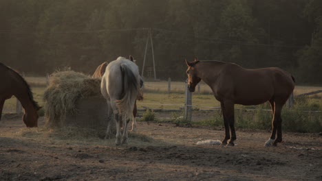 horses in the paddock