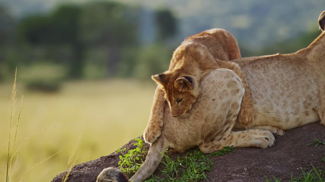 slow motion van grappige dieren, schattige baby leeuwenkindjes spelen met leeuwin moeder in afrika in masai mara, kenia, springen op staart op afrikaanse wildlife safari, dierengedrag in masai mara