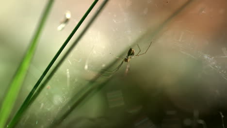 araña sentada en su guarida. araña congelada en la red entre hojas verdes