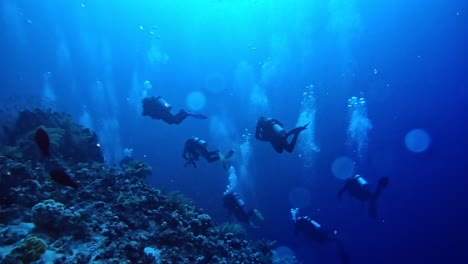 divers swimming carefully at the bottom of the coral sea