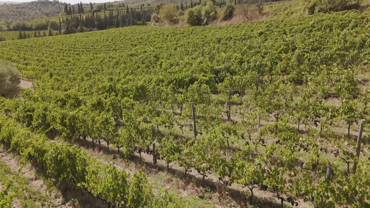 Ripresa aerea di un vigneto vicino Firenze con filari di viti ordinati, terreni agricoli rurali, colline verdi e il classico paesaggio toscano. Perfetta per temi legati all'agricoltura, all'industria vinicola, ai viaggi e al paesaggio.