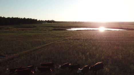 cows running into sunset