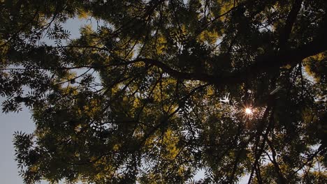 the-sun's-rays-creep-through-the-leaves-of-the-tree-a-beautiful-view