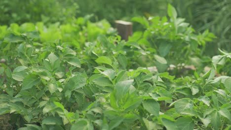 healthy lush green potato plants growing