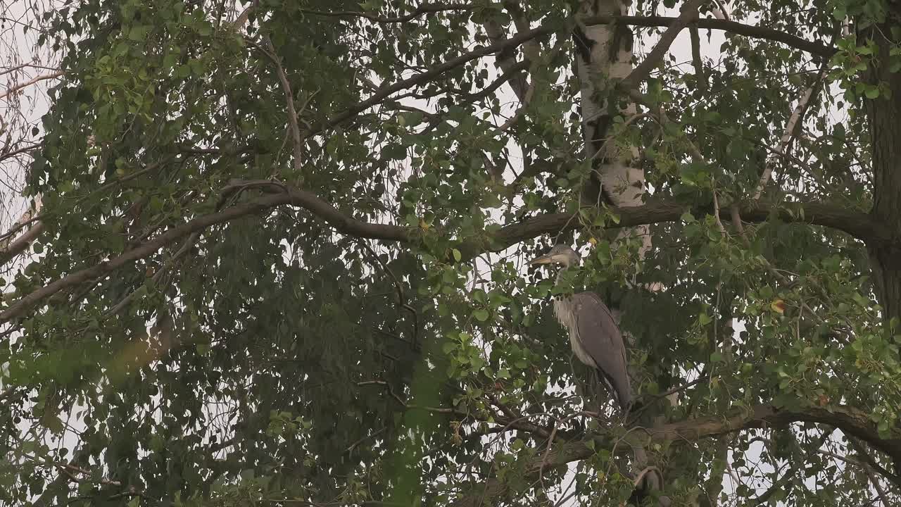 Wild Grey Heron Observing Surroundings from Tree Branch, Norway