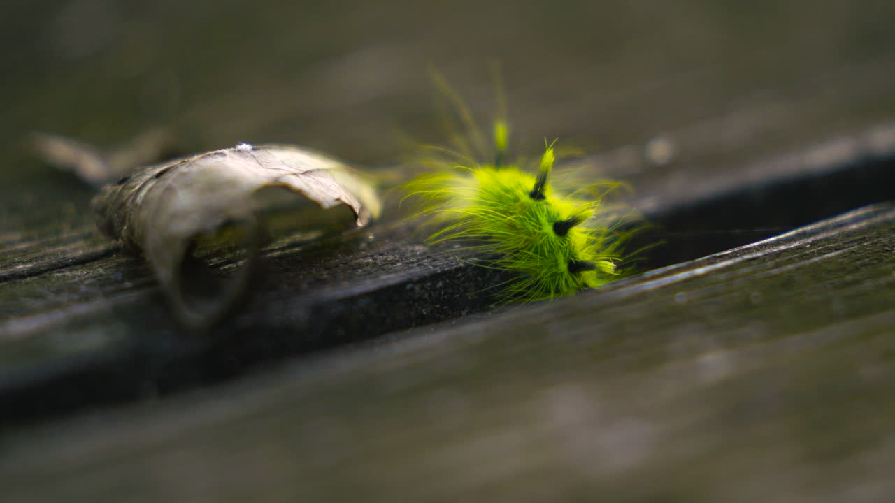 il bruco mostra la sua incredibile forza.