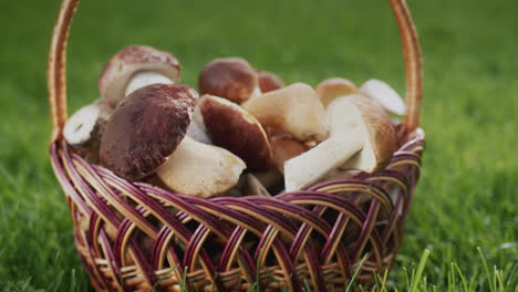 los hongos silvestres están en una canasta de mimbre, un ingrediente para platos gourmet