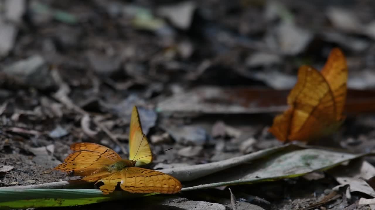 yeoman común, cirrochroa tyche mithila, con un ala derecha rota mientras agita sus alas hacia arriba y hacia abajo, otras dos mariposas en el fondo, en el parque nacional kaeng krachan, cámara lenta