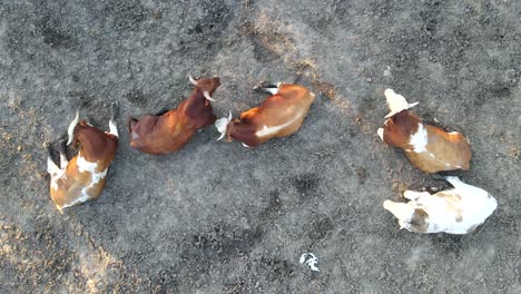 A-top-view-of-cows-taking-a-rest-on-the-ground