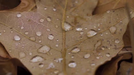 Macro-close-up-of-brown-orange-fall-leaves-with-round-rain-droplets-on-them