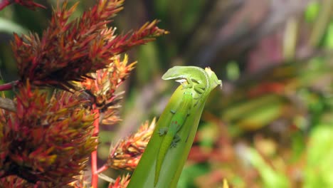 Un-Lagarto-Anole-Verde-Se-Enfrenta-A-Un-Gecko-Diurno-De-Polvo-Dorado-Que-Ocupa-Su-Lugar-En-Un-Trozo-De-Vegetación