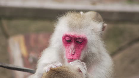 japanese macaque grooming another one. handheld, shallow focus