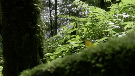 Suelo-Verde-De-La-Selva-Y-Follaje-En-El-Himalaya-Nepal,-Annapurna,-Cámara-Lenta