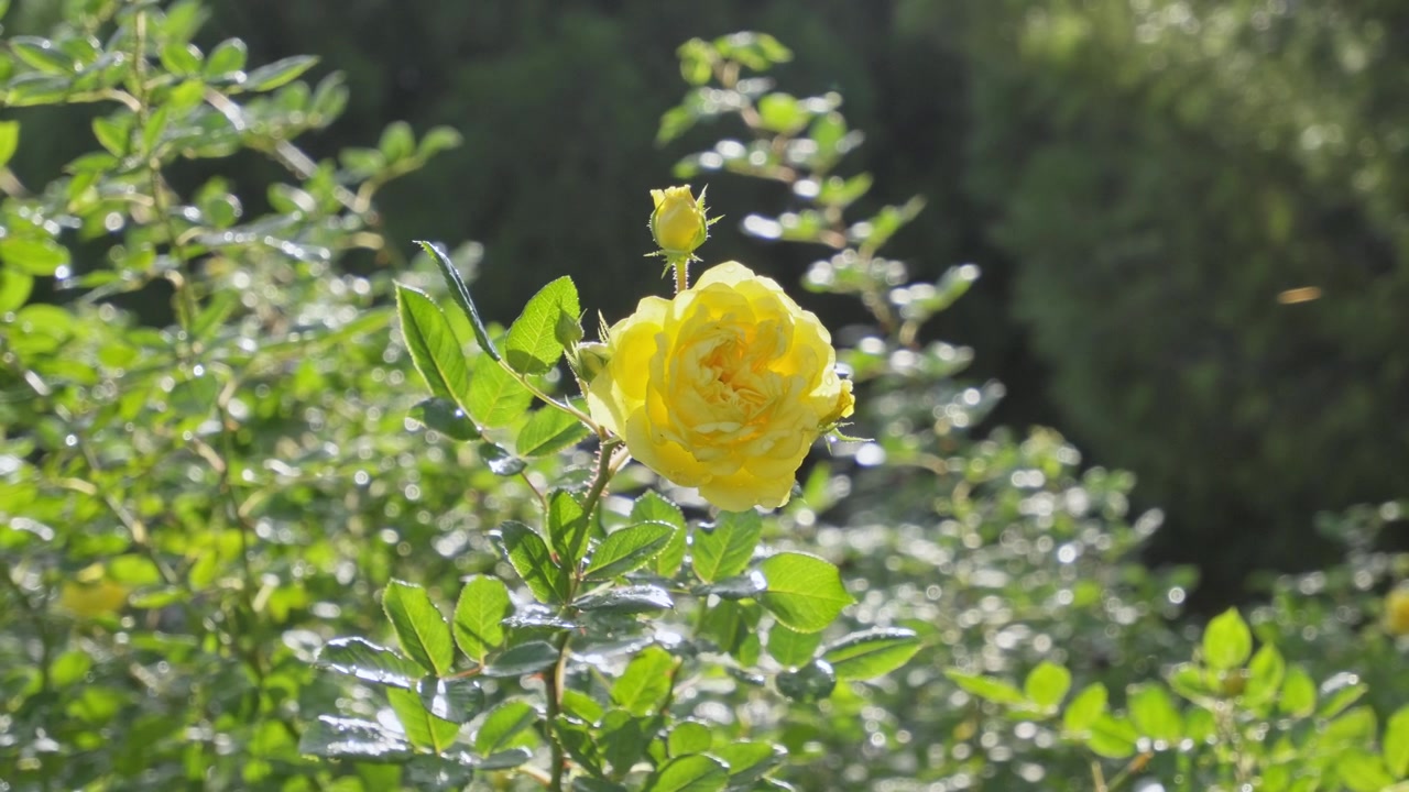 A single vibrant yellow rose stands out in a lush green garden, filmed from a wide angle showing surrounding foliage and natural outdoor lighting in a serene park setting.