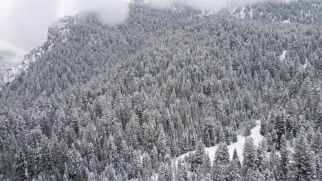snowy coniferous forest in american fork canyon, utah
