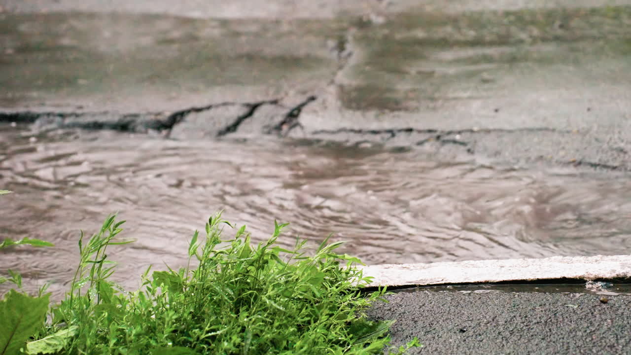 Close view of flowing water beside green plant on cracked pavement, showing natural contrast of greenery and moving stream during rainy weather in urban outdoor environment