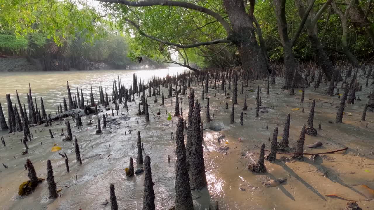 Closeup of mangrove roots in muddy soil in tropical wetland forest with christmas island red crabs, Sundarbans, Timelapse