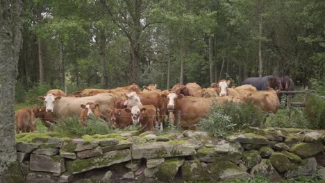 a group of cows standing squeezed together by a small stone wall