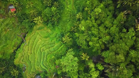 beautiful cinematic ubud, bali drone footage with exotic rice terrace, small farms and agroforestry plantation