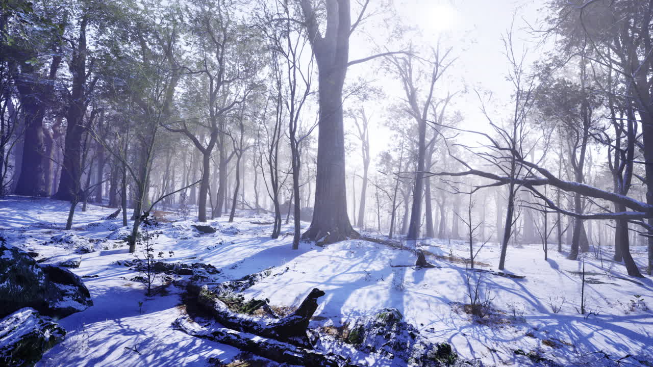 Serene winter landscape showcasing snow covered trees at dawn
