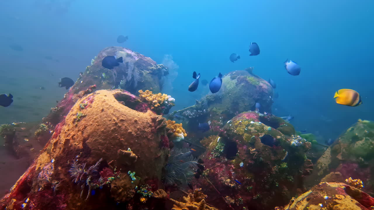 Tropical blue damselfish swim around heavily encrusted structural parts of the historic World War II USAT Liberty shipwreck, which has become a thriving artificial reef covered in orange sponge coral
