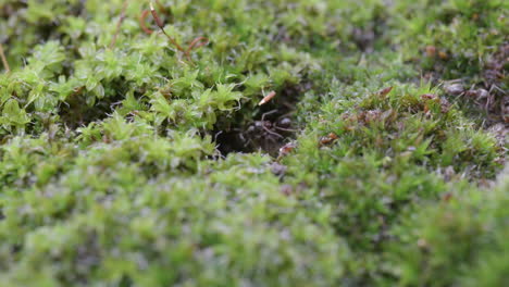 Ants emerging from beneath green moss