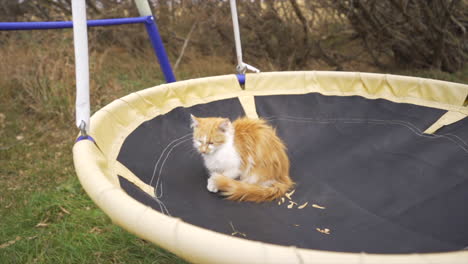 kitten sitting on playground set