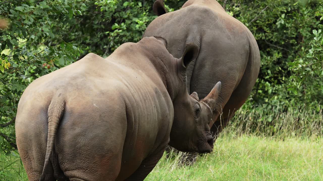 two big white rhinos are walking away from the camera into the bush.