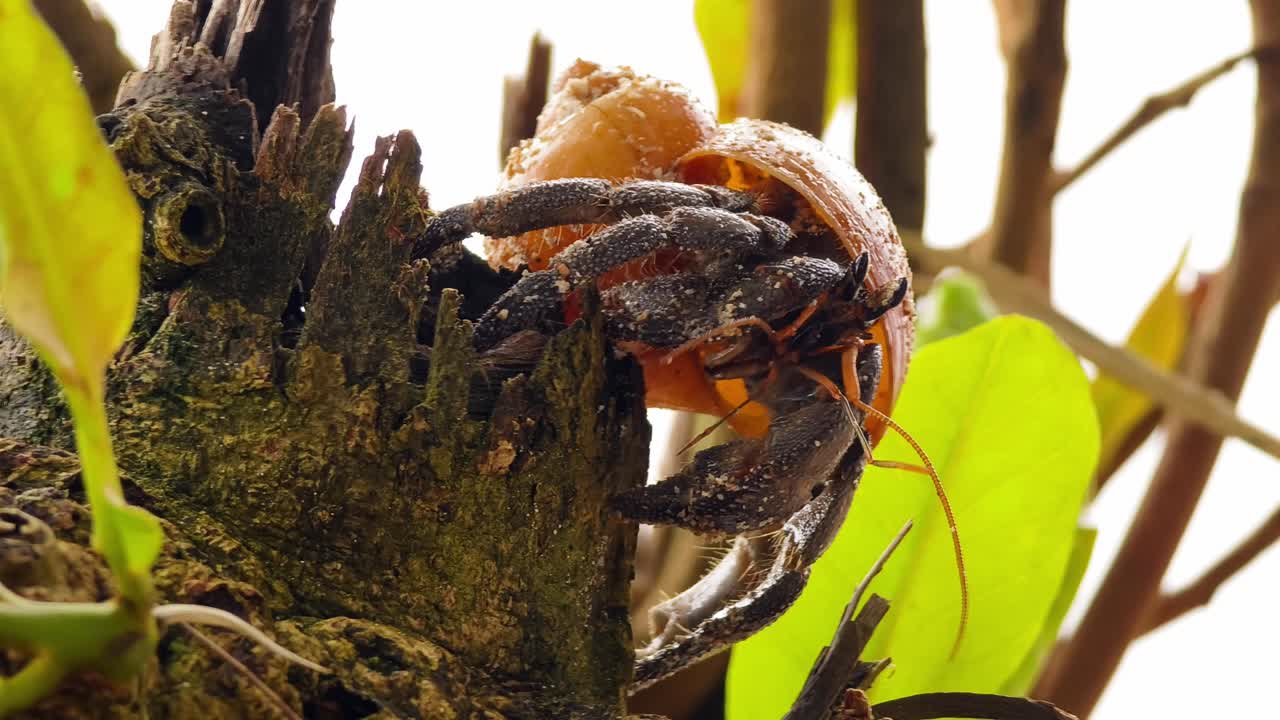 Hermit Crab in its Shell on a Tree