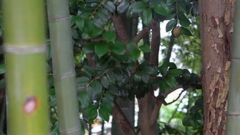 cada planta de bambú tiene sus marcas y su historia única