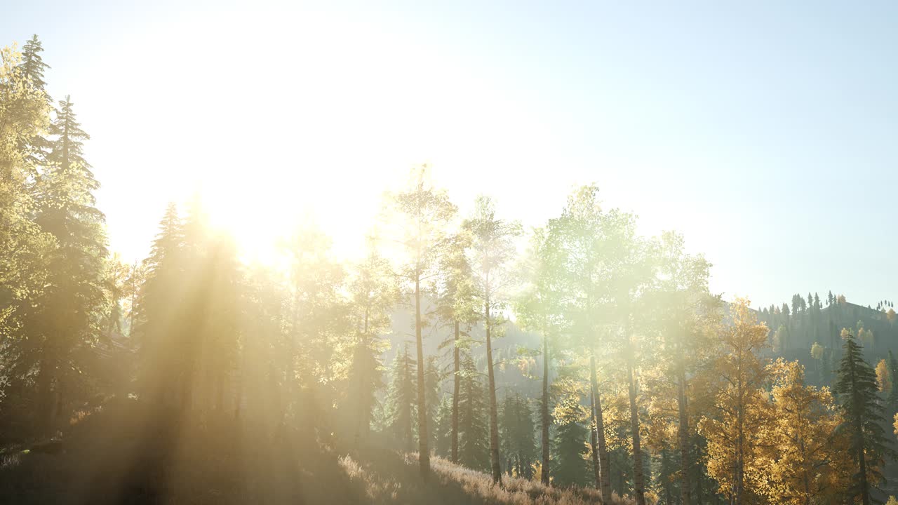 나무들을 가로지르는  ⁇ 빛