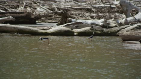 Experience-the-graceful-pied-stilt-as-it-elegantly-walks-through-the-tranquil-water,-showcasing-avian-beauty-in-a-serene-wetland-setting