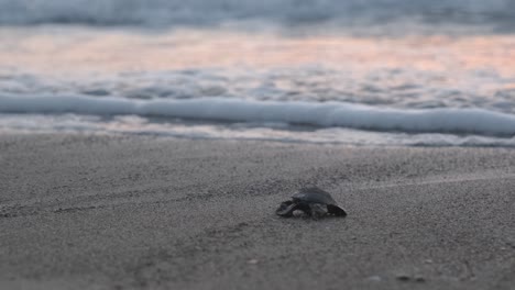 A baby Caretta Carreta sea turtle crawls towards the ocean for the first time under a beautiful pink sunrise