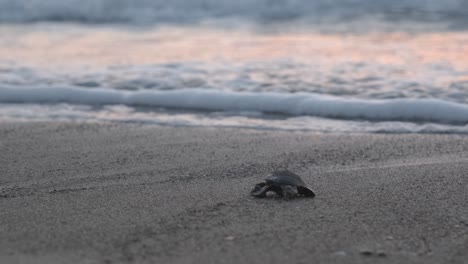 a baby caretta carreta sea turtle crawls towards the ocean for the first time under a beautiful pink sunrise