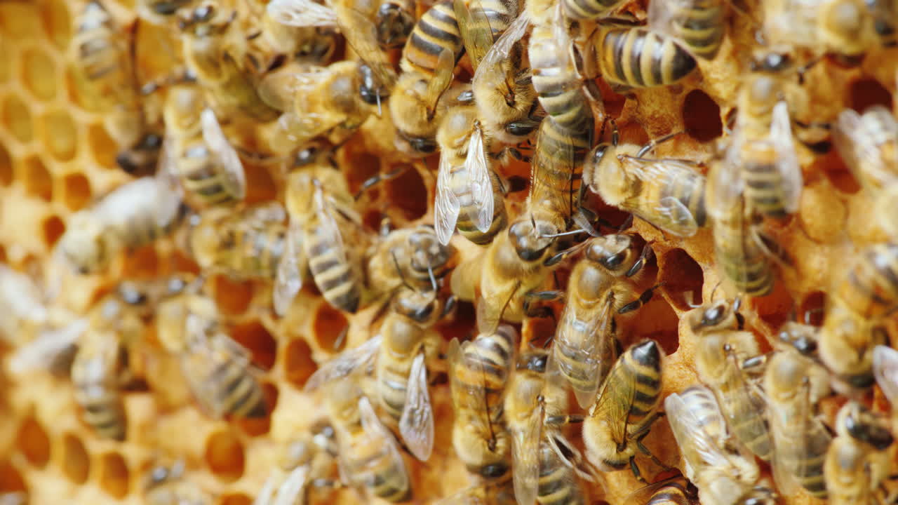 trabajo en equipo amigable una familia de un gran número de abejas trabajando productivamente en la creación de un afilado fragante