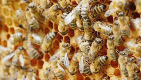 trabajo en equipo amigable una familia de un gran número de abejas trabajando productivamente en la creación de un afilado fragante