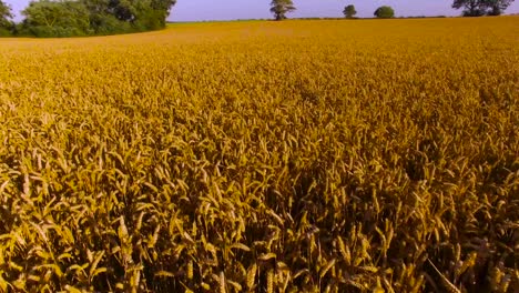 drone moving across a cornfield