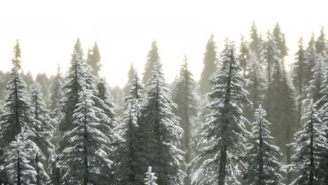 Aerial-view-of-forest-during-cold-winter-morning